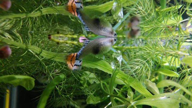 МАЛАХИТОВЫЙ ЗЕЛЁНЫЙ смотреть онлайн