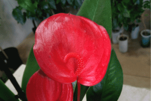 Как пересаживать антуриум Шерцера из магазина? (How to plant Anthurium scherzerianum?)