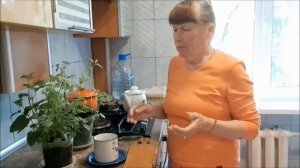 КАК ВЫРАСТИТЬ МЯТУ ИЗ СЕМЯН НА БАЛКОНЕ