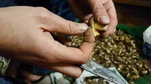 Как чистить маслята