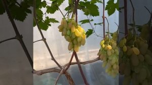 Виноград Сюзанна, Белая акация, Хелена.