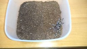 Nhandu chromatus описание и содержание!