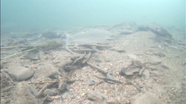 Рыбалка на реке,Рыбная ЯМА (Под водой все не так ,ЯЗЬ-52) смотреть онлайн