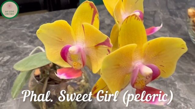 Phal. Sweet Girl (peloric) смотреть онлайн