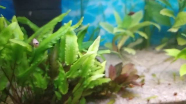 Аквариумные рыбки дома(130л) смотреть онлайн