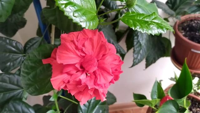 Гибискус hibiscus. На улице зима, а на балконе оазис смотреть онлайн