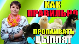Как правильно пропаивать цыплят с первых дней жизни.