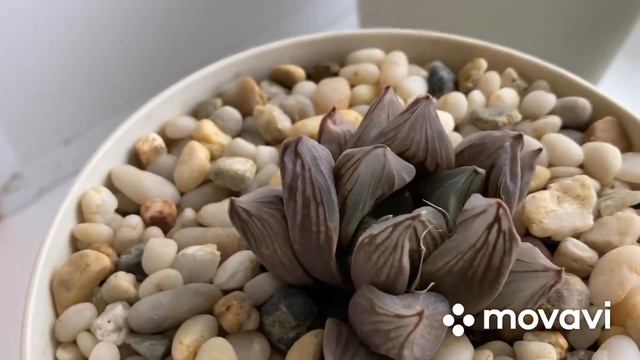 5.10.23-Обзор коллекции Хавортий, часть 1 Haworthia, succulents смотреть онлайн