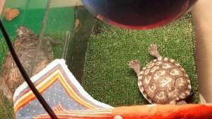 Ультрафиолетовая лампа для красноухой черепахи. Для чего нужна, какую выбрать. Важность уф