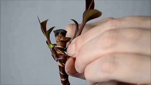 Кордилина – уход и размножение