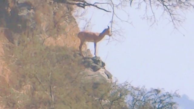 Wild Animal || Female Punjab Urial || Urial Habitat