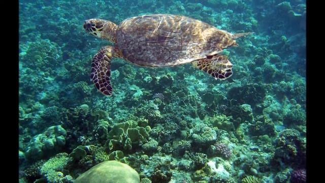 Шарм, море супер!!!!! смотреть онлайн