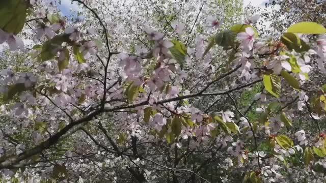 Цветение сакуры