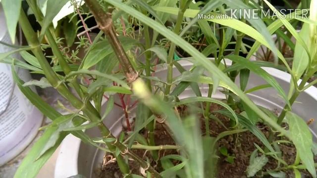 Maxican Petunia. Ruellia plant. смотреть онлайн