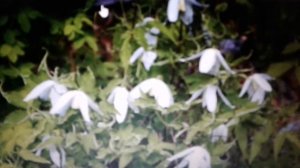 Княжик сибирский:лечебные свойства и противопоказания.