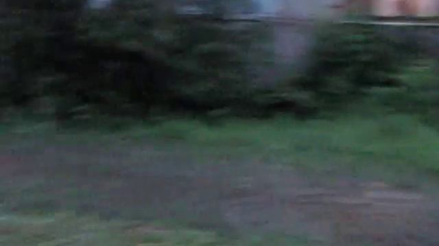 ЛАЙКА ОТПУЩЕHHАЯ С ПОВОДКА ! смотреть онлайн