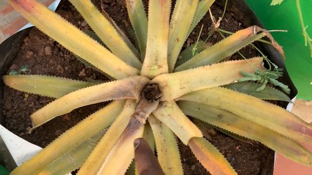 Terrace Garden In Tamil - New 2