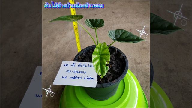 Alocasia Sinuata อโลคาเซียซินัวเอต้า смотреть онлайн