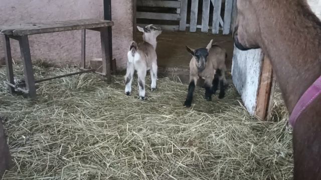 Урвала Себе Козу От Пятилитровки // Чешские Козы Зарайск 8-915-245-81-59 ПИСЬМЕННО ВАЦАП смотреть онлайн