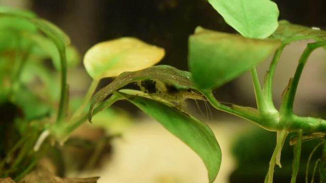 Кто живет в аквариуме Jebo R338 смотреть онлайн