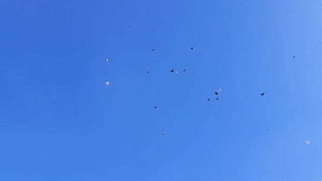 Луганские Высоколетные голуби. смотреть онлайн