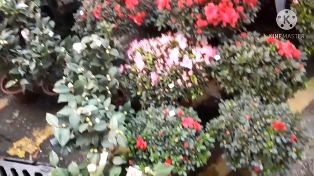 Flower Market // fresh cut flowers // potted plants ,cactus //Prince Edward Hong kong смотреть онлайн