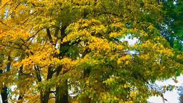 Яркие краски осени?на фоне волшебной музыки.Bright colors of autumn,magical music,Relax смотреть онлайн