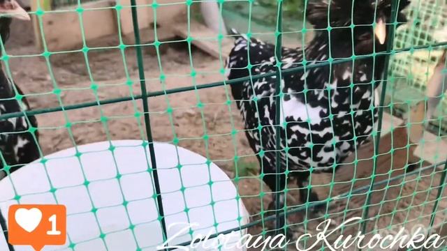 Павловская порода кур несушек 20 августа 2019 г. смотреть онлайн