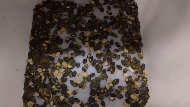 Сортировка Тыквенных Семечек / Pumpkin Seeds Sorting смотреть онлайн