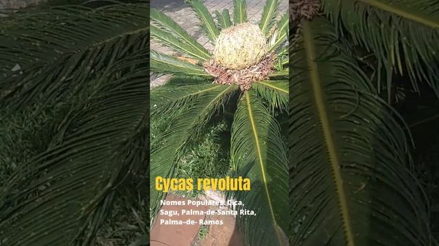 Cycas revoluta popularmente conhecida como palma de Santa Rita #short смотреть онлайн