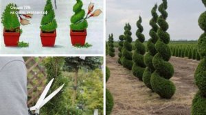 ТУЯ БРАБАНТ ? Стрижка, обрезка и формирование в живую изгородь