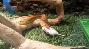 Змея ест мышь. Обед удался. Змеиная охота. Нет шанса выжить.