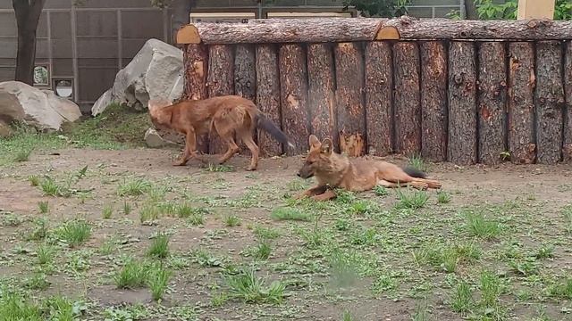 Красные волки в новом вольере Московского зоопарка