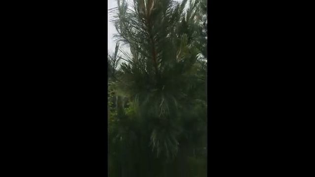 Кедры мой и плодоносящий 1,5 метра смотреть онлайн