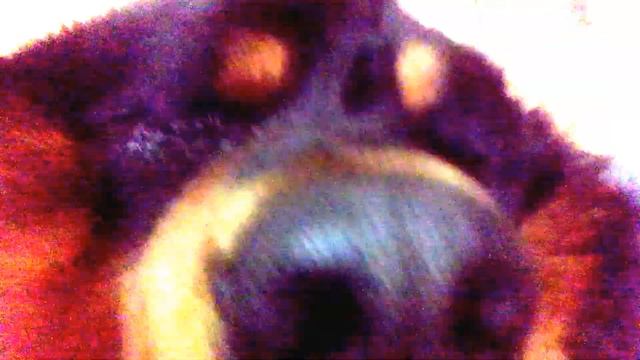 Бурят-монгольская собака. Вот так мурлыкают ХОТОШО смотреть онлайн