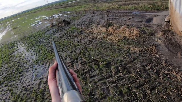 Fox hunting - THE BEST (so far) смотреть онлайн