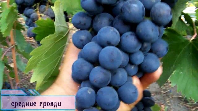 ЛАСТОЧКА 2019. смотреть онлайн