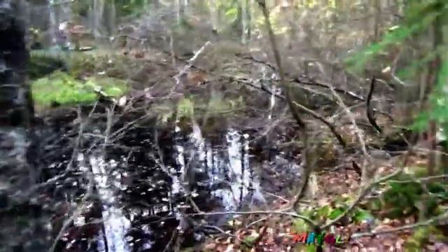 Рядовки Серые , Лисички в Оленьем Лесу смотреть онлайн