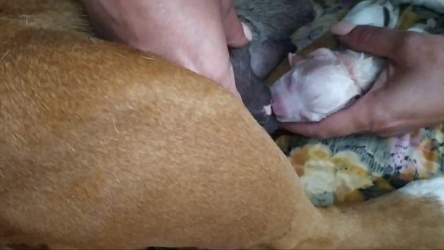 РОЖДЕНИЕ ЩЕНКОВ НА СВЕТ ОТ (А)ДО(Я)18+ смотреть онлайн