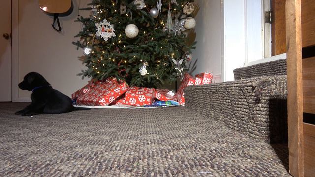 Bongo Dog JUMP around смотреть онлайн