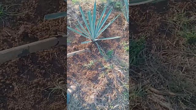 agave 2022 actualización . смотреть онлайн