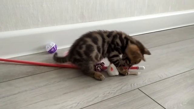 Мой новый питомец, Бенгальский котик.