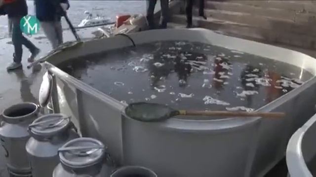 Нижне-Обский филиал Главрыбвода выпустил в реку Иртыш сибирского осетра смотреть онлайн