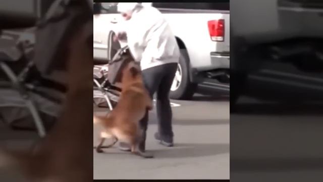 Best Funny Animal Videos 2022 ? - Funny CATS will make you LAUGH like a drain 11245 смотреть онлайн