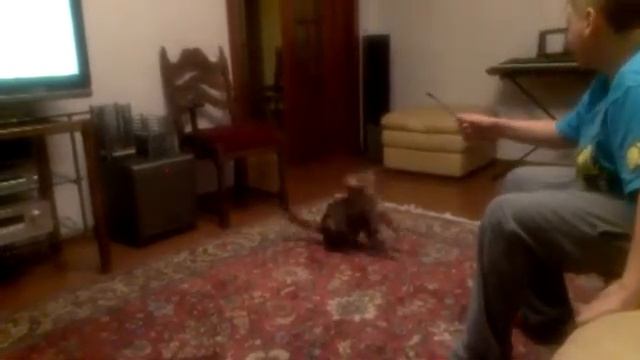 Красивый бенгальский кот смотреть онлайн