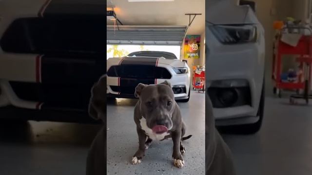 White Ford Mustang GT Supercharged progress #fastcars #cars #shortsviral смотреть онлайн