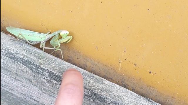 Муж решил поиграть с богомолами / Mantis religiosa en Rusia смотреть онлайн