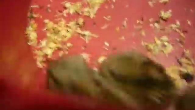 Хомяки после разлуки смотреть онлайн