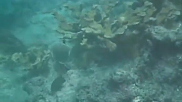 Acropora palmata at Looe Key, part 1 смотреть онлайн