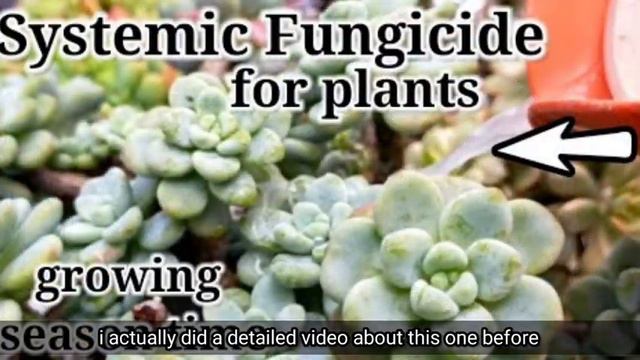 Tag-ulan na! Preventing Fungus on Succulents this Rainy Season 다육식물 | 多肉植物 | Suculentas смотреть онлайн
